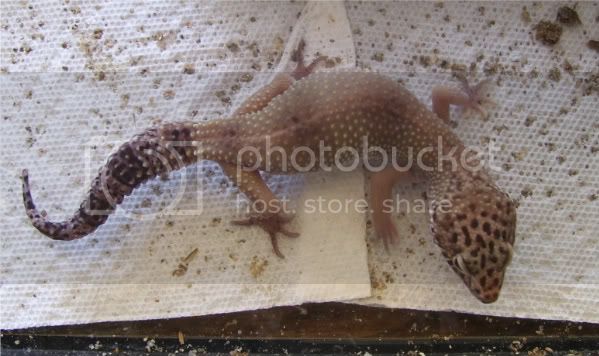 Gecko002-1.jpg