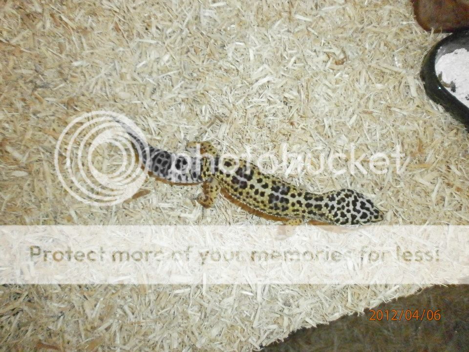 gecko2.jpg