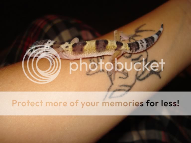 gecko044.jpg