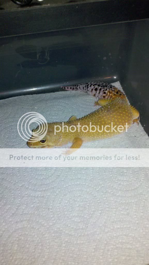 190566704_photobucket_26212_.jpg