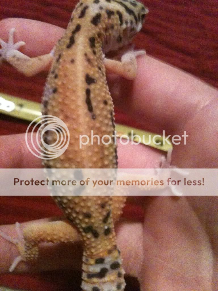 pics1029.jpg
