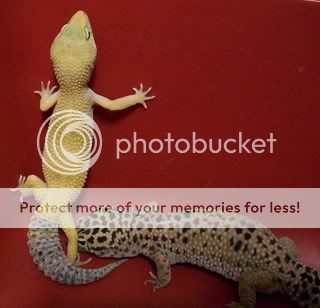 Geckos2010014-1.jpg