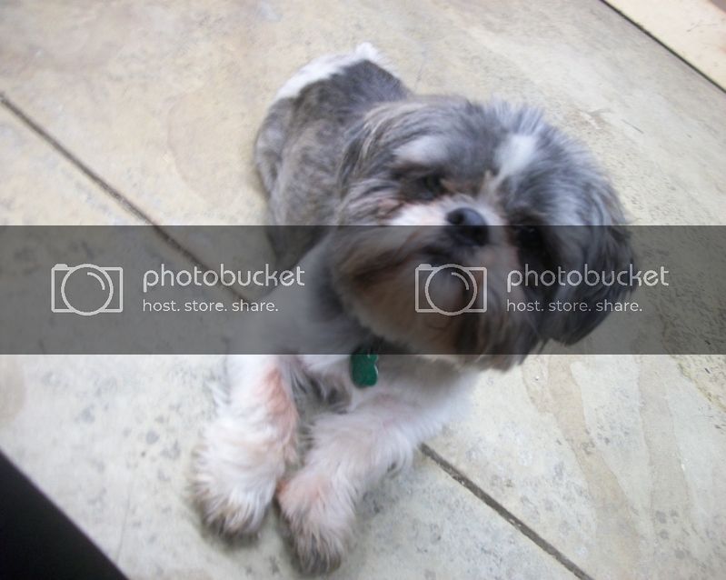 Gizmo1-1.jpg