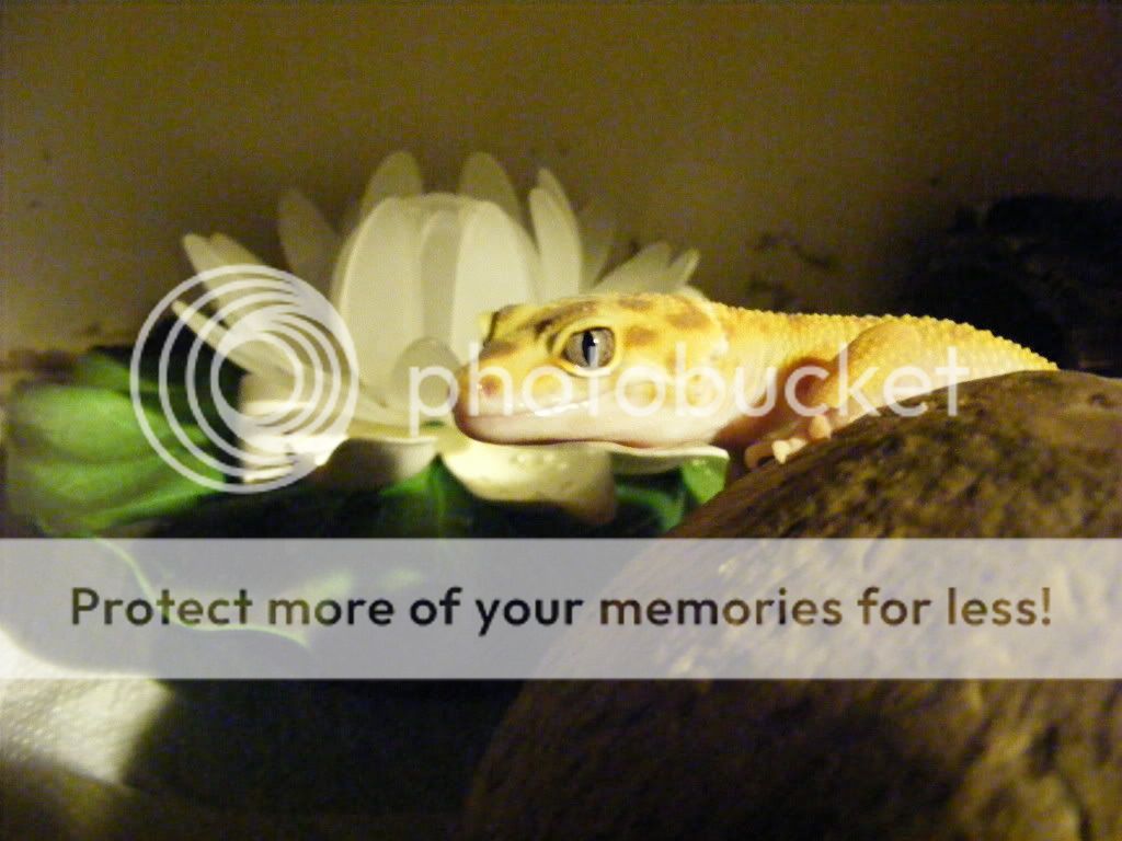 geckos017.jpg