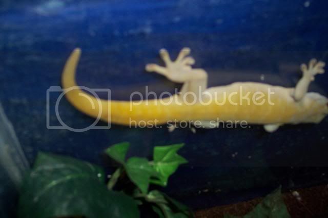 goldengecko004.jpg