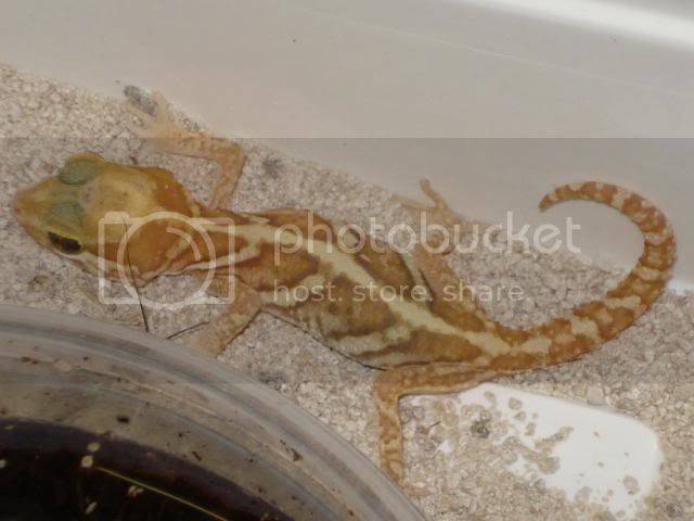 geckoniaenparoedura063.jpg