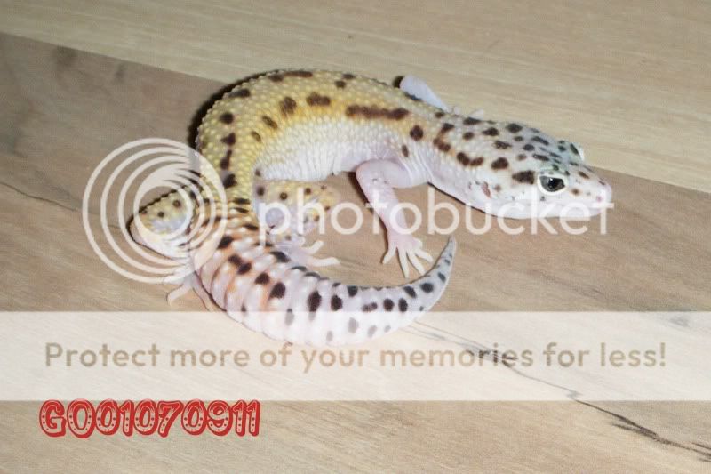 DSCF0821.jpg