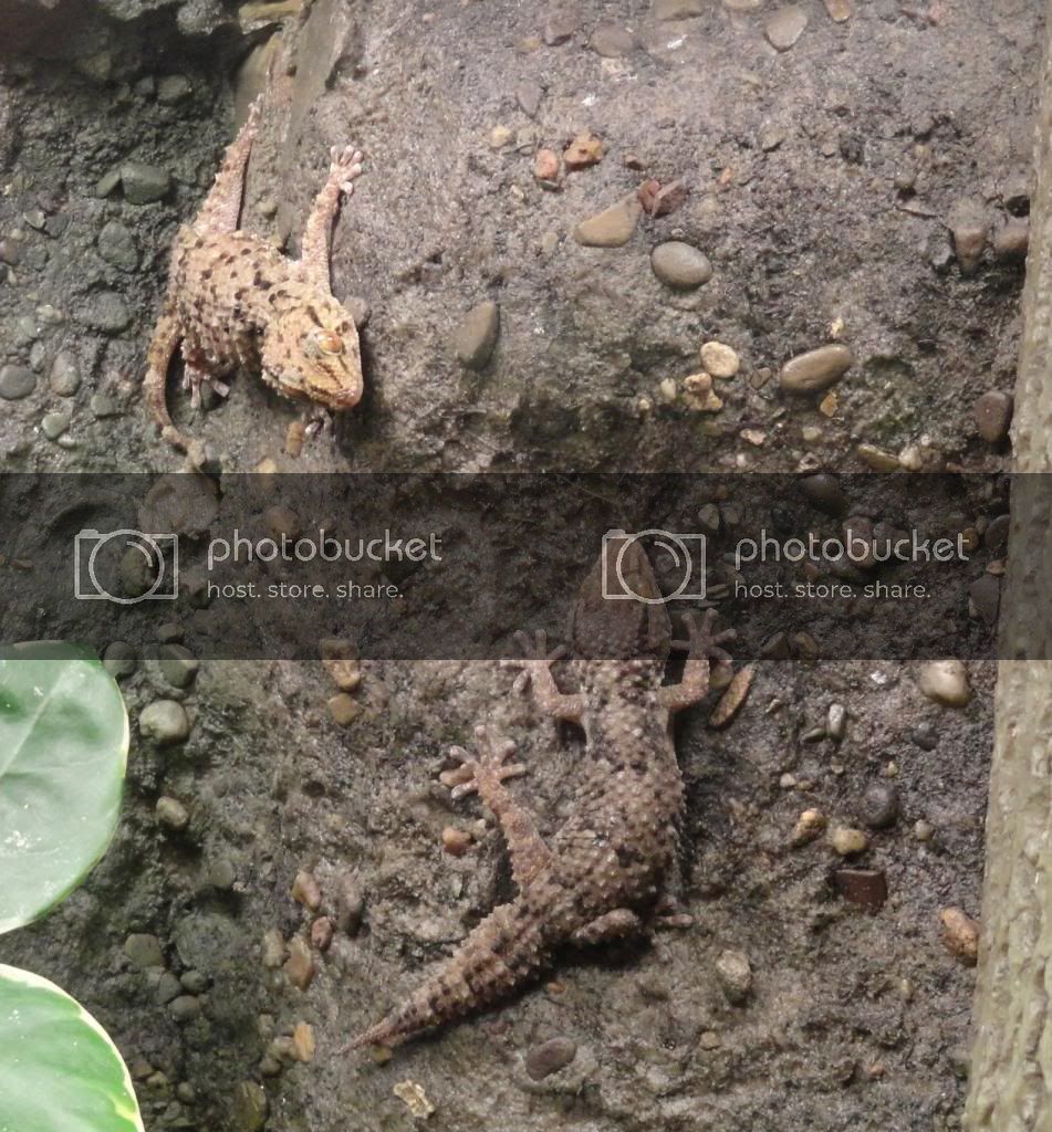 bibronsgecko_zps1605a486.jpg