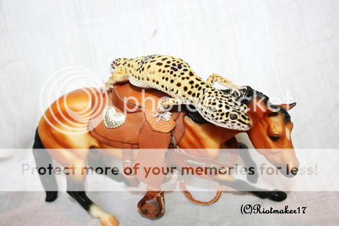ooo037.jpg