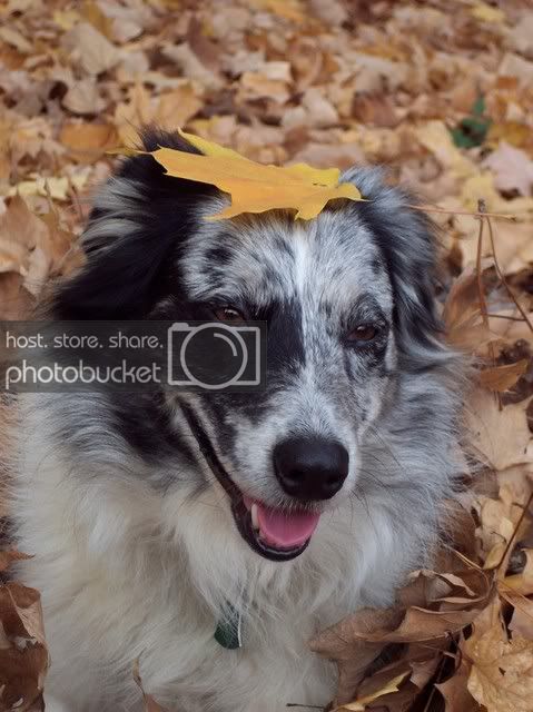 Autum_Dog_by_thewolvencanineclan.jpg