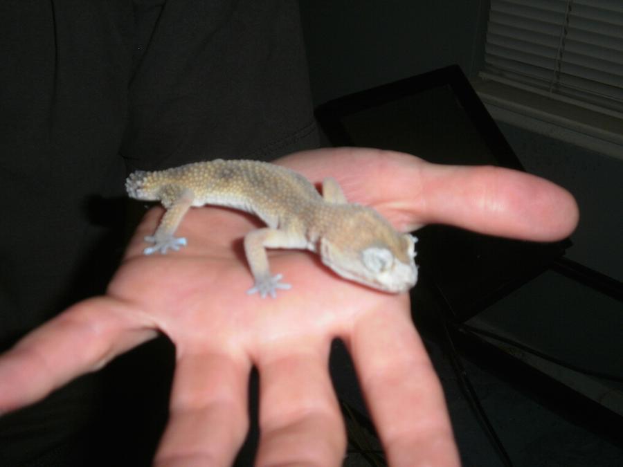 poor_leopard_gecko_by_fuzzybuttbunny-d4h49rq.jpg