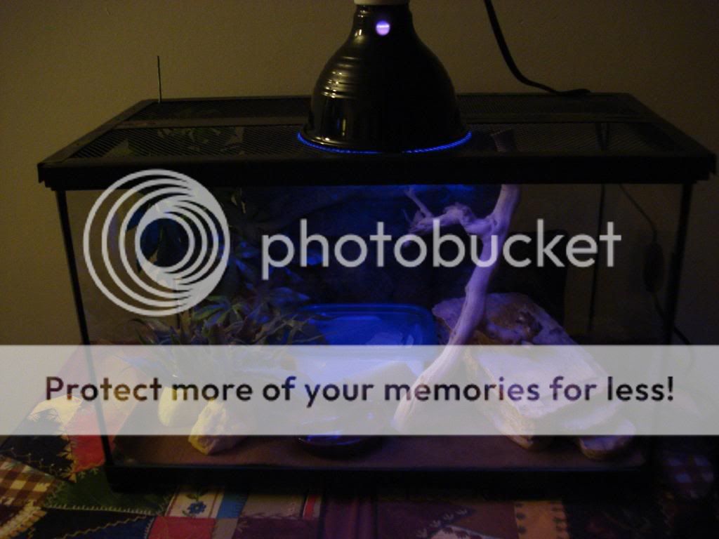 NewGecko2tank.jpg
