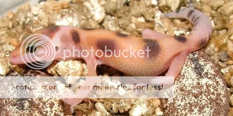 CopyofGeckoHatch08005.jpg