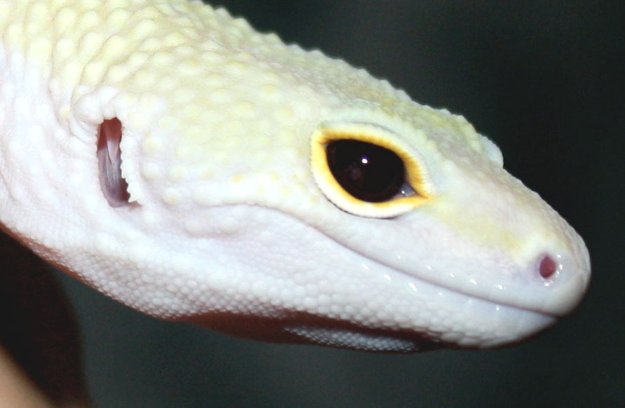 embereyes.jpg