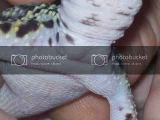 geckos009.jpg