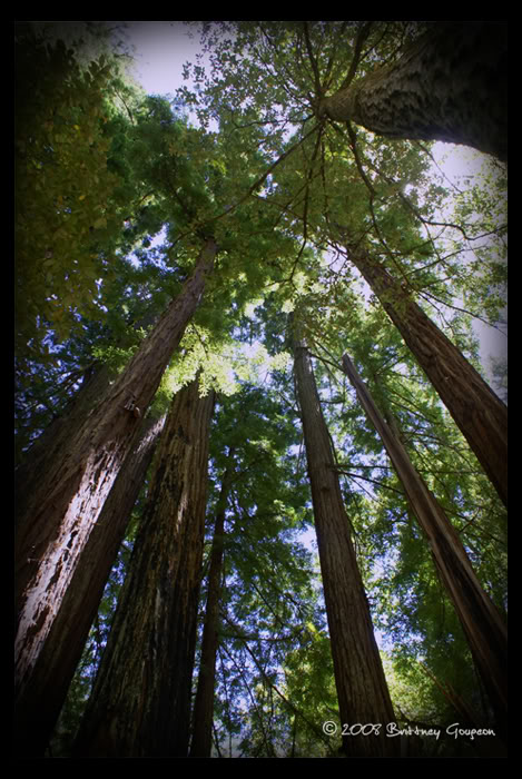 redwoodtrail2-1.jpg