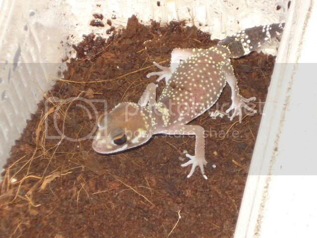 geckoniaenparoedura079.jpg