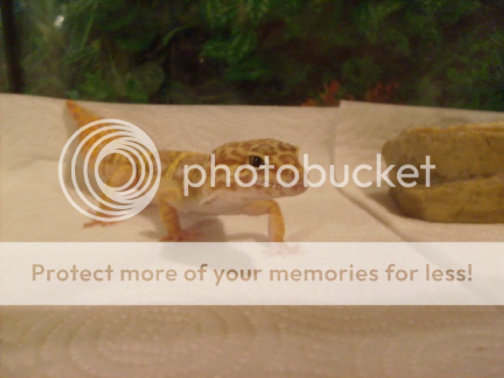 leopardgeckostorms025.jpg