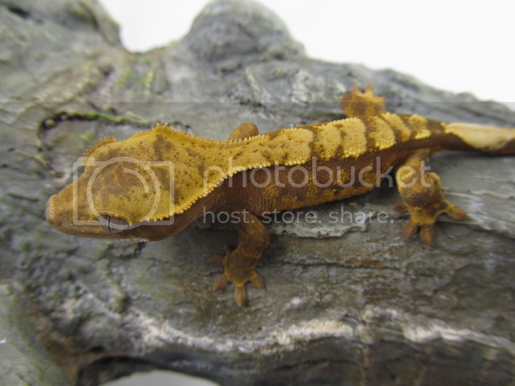 geck018.jpg
