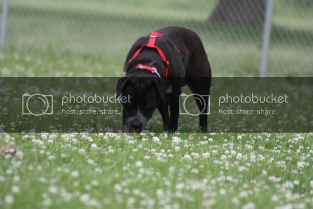 sniffingtheflowers.jpg