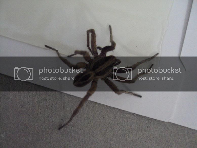 spider-Copy.jpg