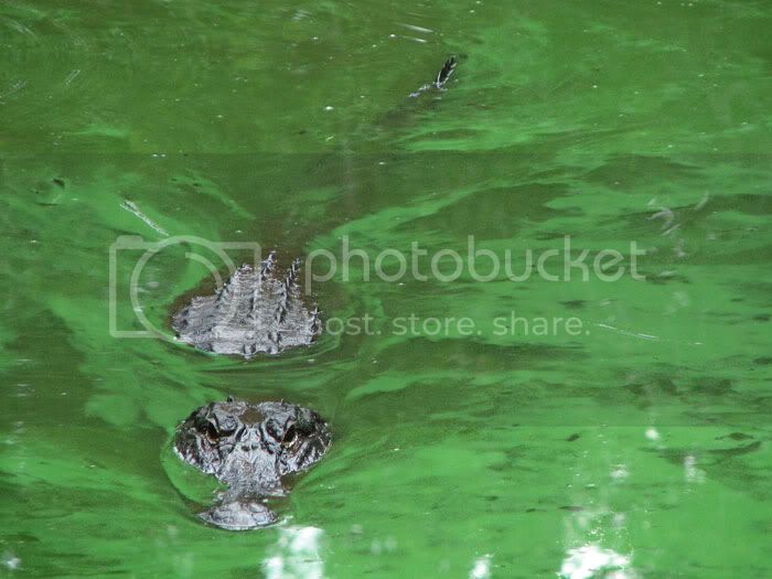 alligator1.jpg