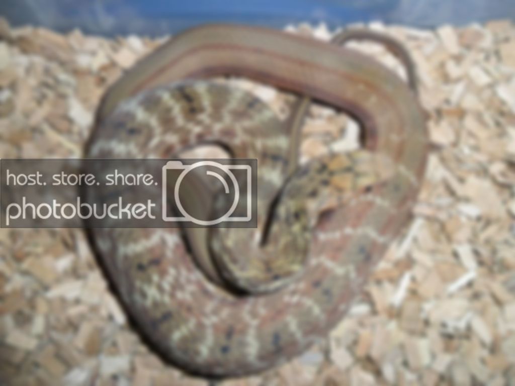 SAM_0025_zps9dedb3d0.jpg