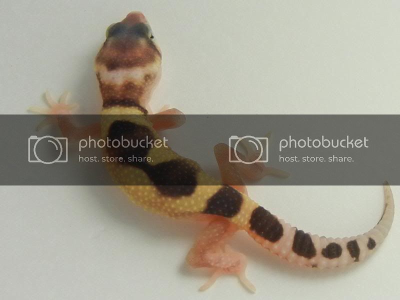 GeckosJune2011129.jpg