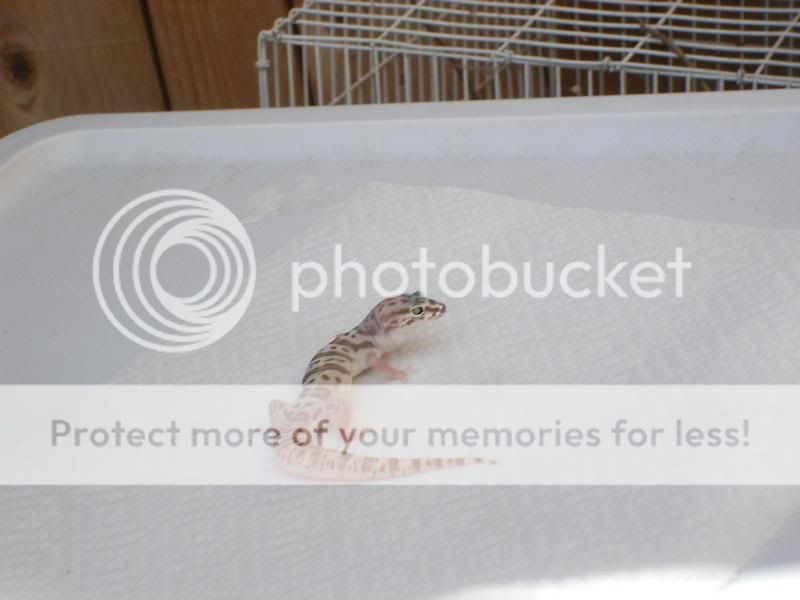 geckos066.jpg