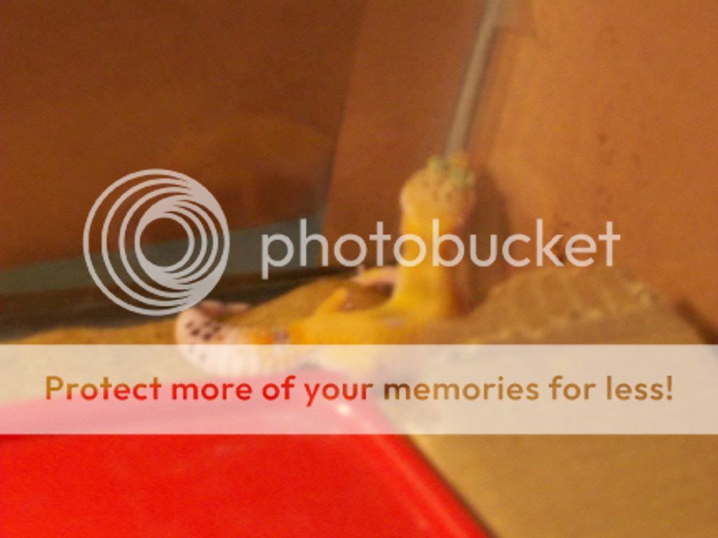NewLeopardgecko.jpg