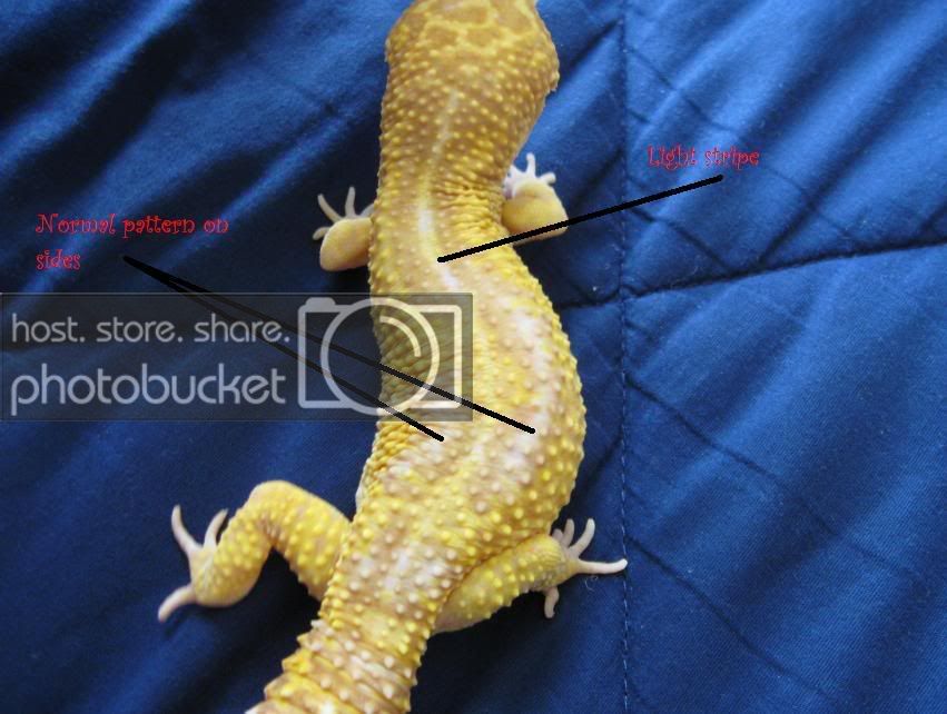 Leopardgeckos156-2.jpg