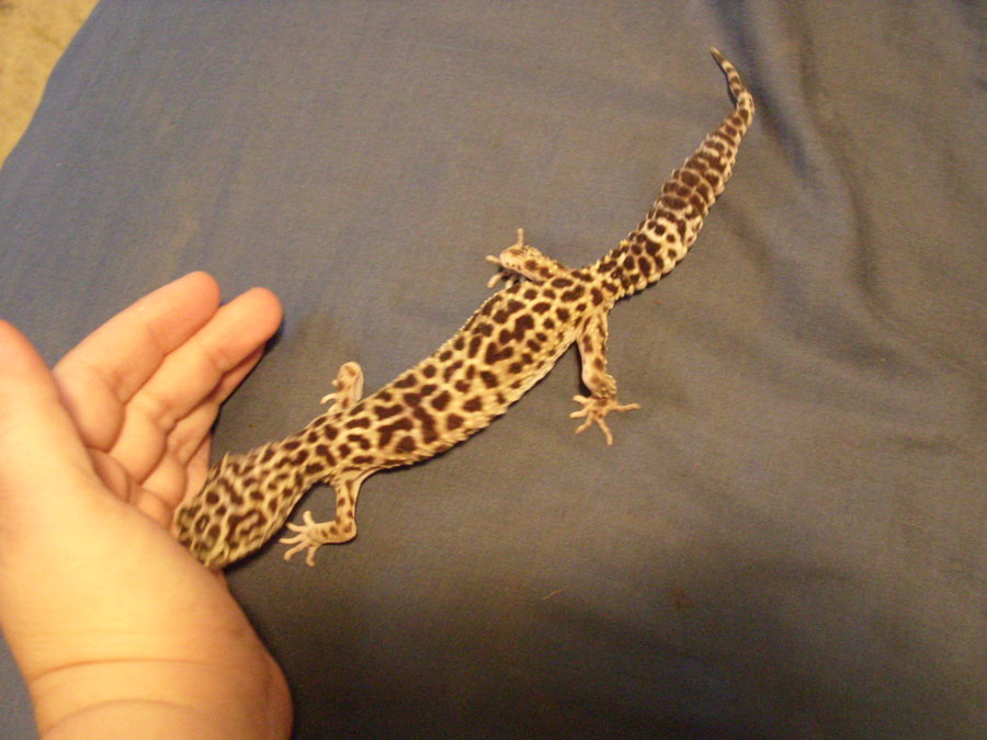 new_female_leopard_gecko_by_fuzzybuttbunny-d3rdffv.jpg