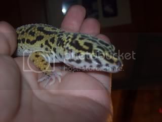 geckos4044.jpg