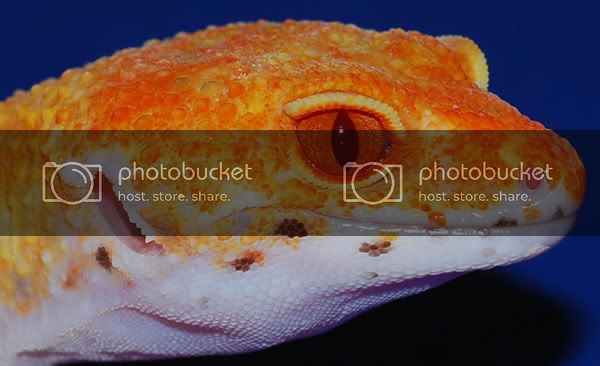 REEF7_eye_600.jpg
