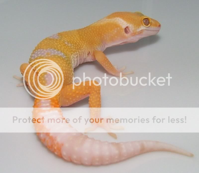 GeckoHatchlings07151.jpg