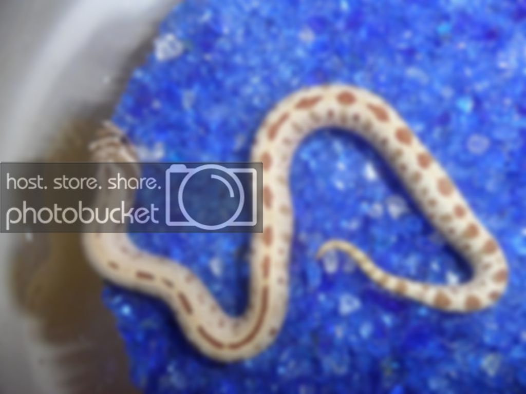 stripeanaconda_zps507a7d28.jpg