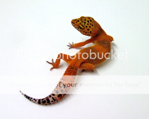 image-1234.png