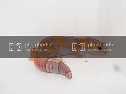 Nemo.jpg