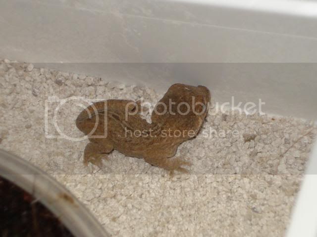 geckoniaenparoedura031.jpg