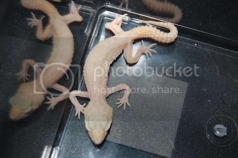 Geckos106.jpg