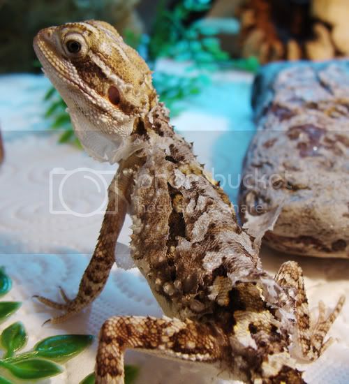 moult7geckoforums.jpg