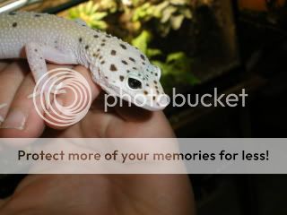 geckos012.jpg