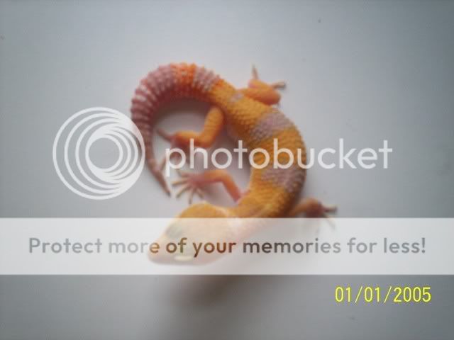 geckos012.jpg