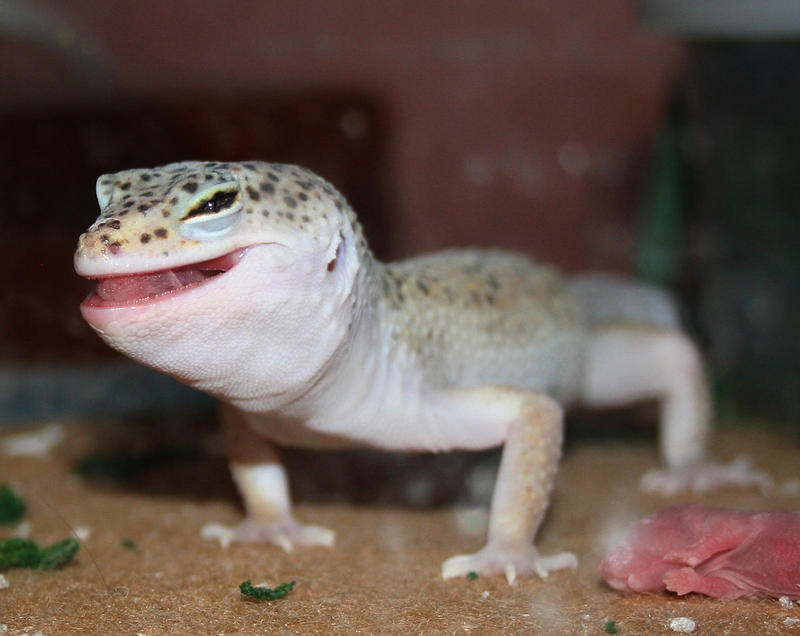 Eatin_Pinke_by_spshlfx.jpg