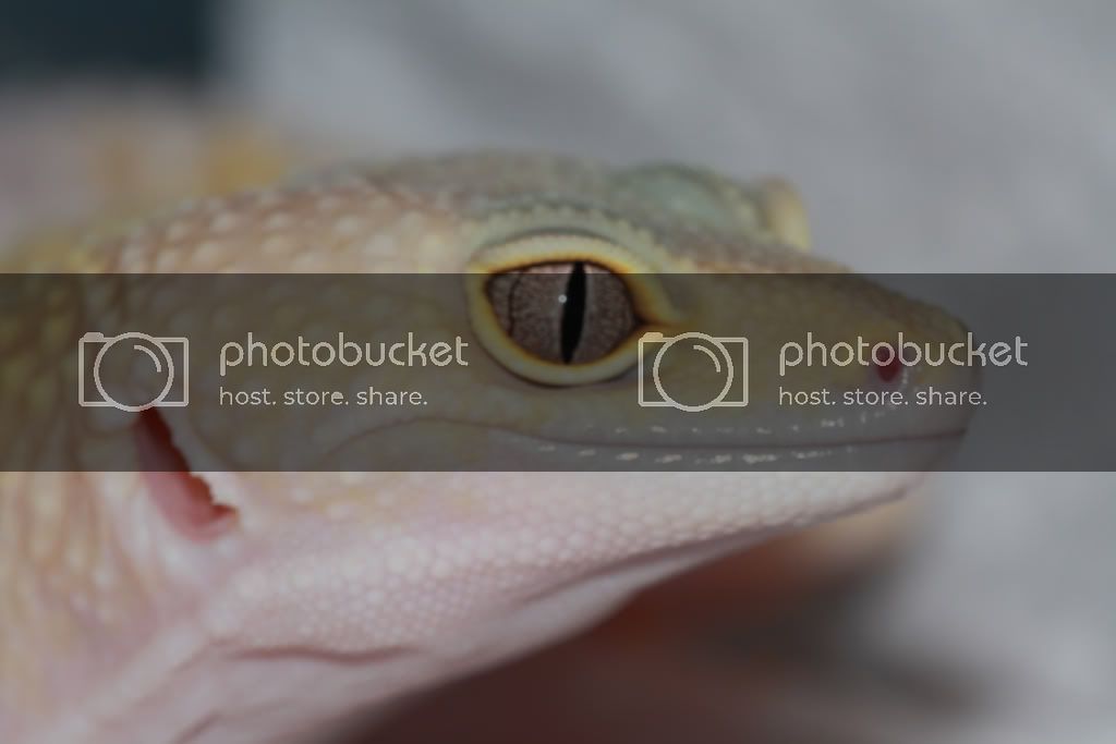 geckos-158.jpg