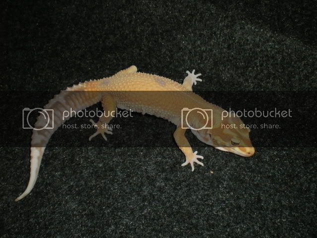 fondogeckos013.jpg