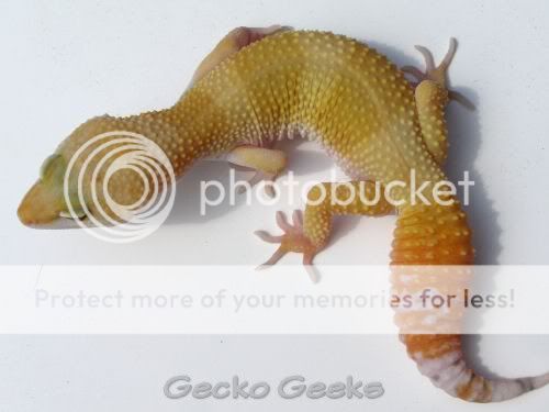 GG-LG-TANGF4_c.jpg