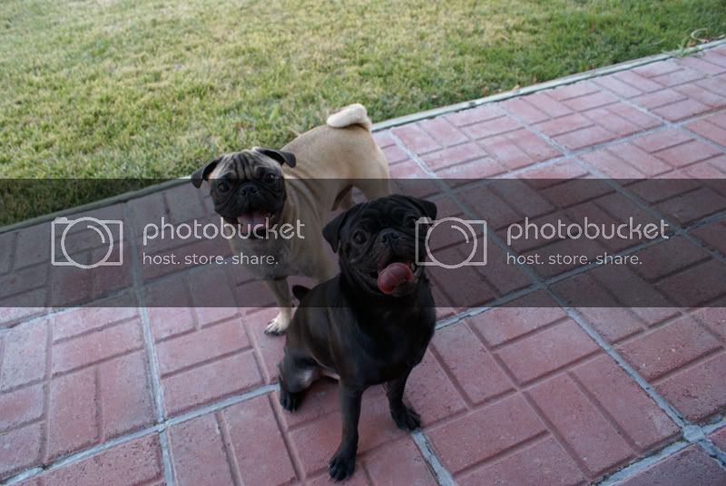 pugs1.jpg