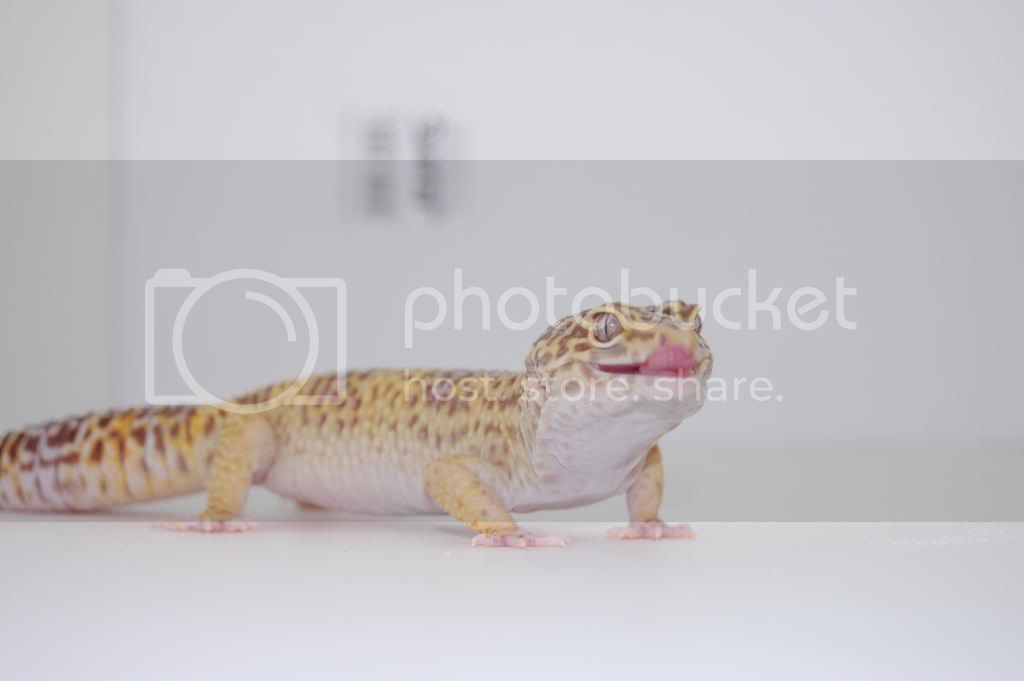 DSC_0452.jpg