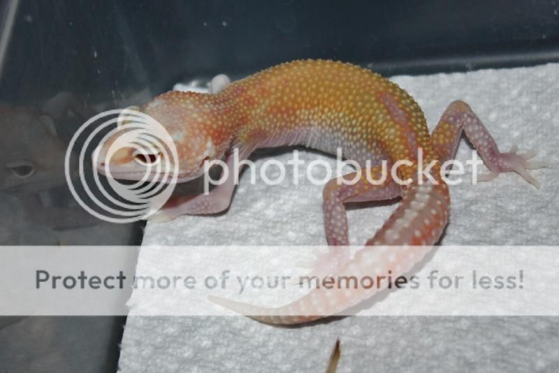 IMG_9653-Copy_zps4f4aa1e7.jpg